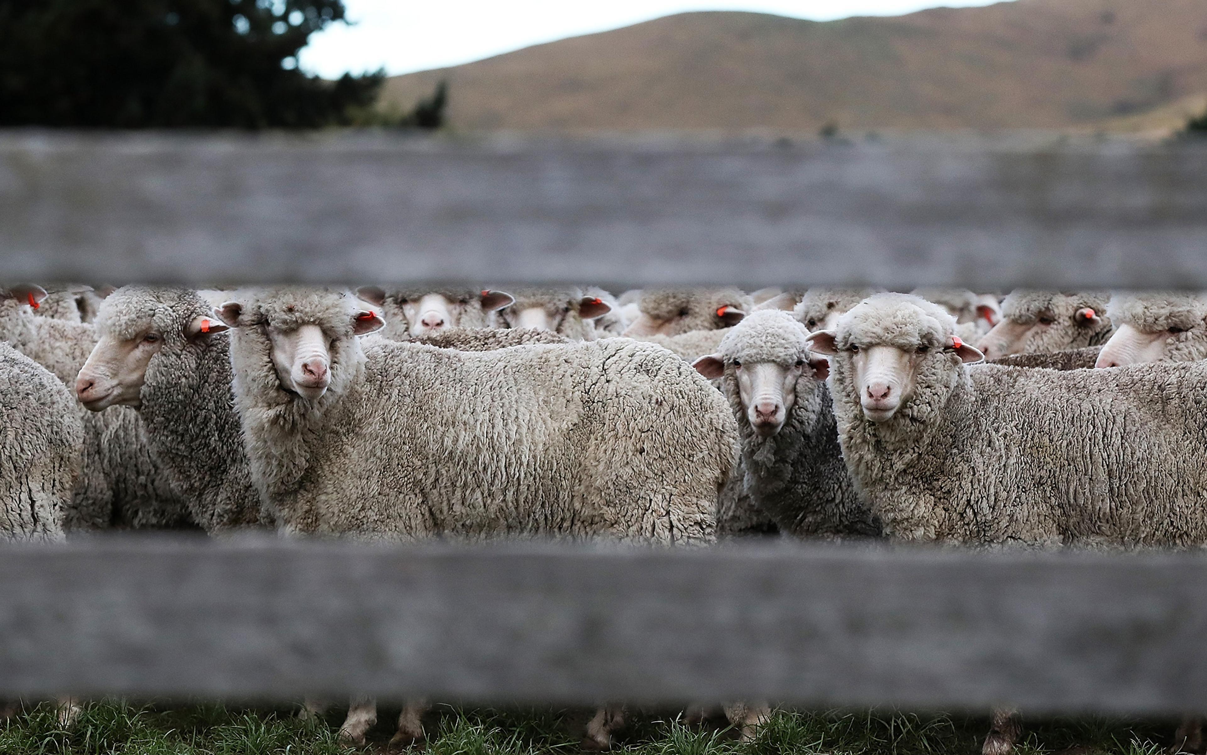 If you care about animals, it is your moral duty to eat them ...