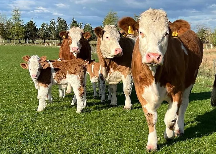 Top Penicuik Hotels for Your Scottish Getaway