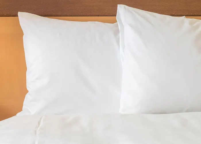 Top Hotels Near Busch Gardens Tampa for Fun Stay