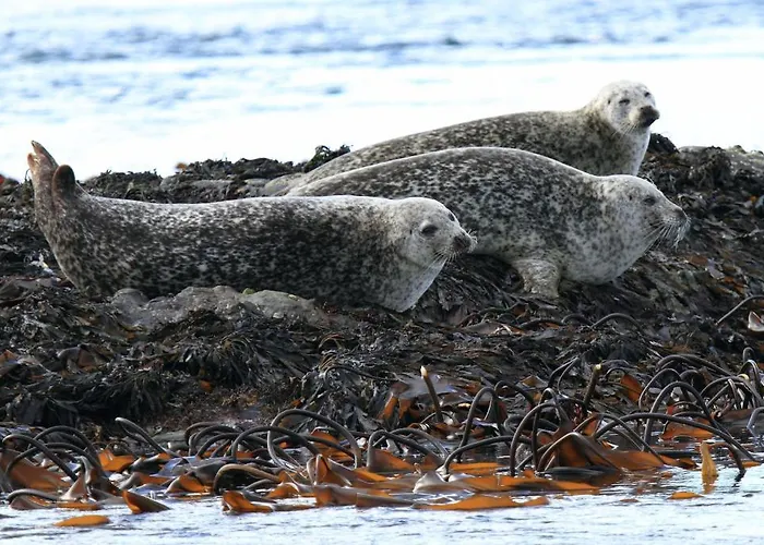 Top Accommodations in Glencoe for All Travelers