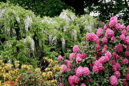 Bern’s famous Rose Garden in springtime blooms with yellow azaleas, lush hot pink rhododendrons and hanging pale wisteria in flower.