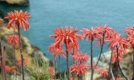 Aloe flowers near Lagos.