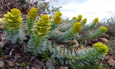 Sempervivum on Mt Vasilitsa.