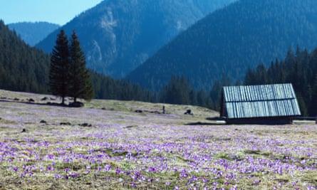 Wild spring crocuses in Dolina Chochołowska.