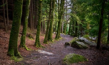 A Gwydir Forest path passing moss and lichen-covered rocks and trees.