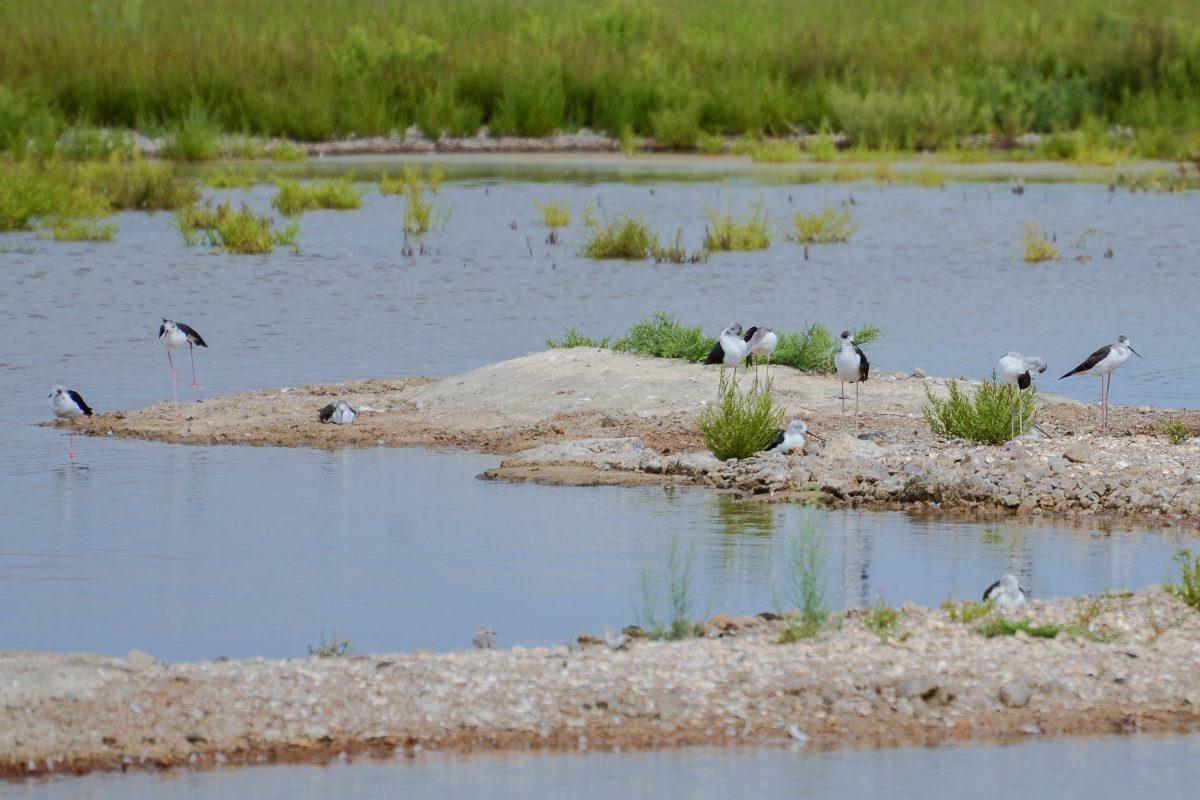 The Parc natural de s'Albufera in Mallorca, Spain, is home to nearly 300 different species of birds and two-thirds of all birds native to the Balearic Islands - © James Camel / franks-travelbox